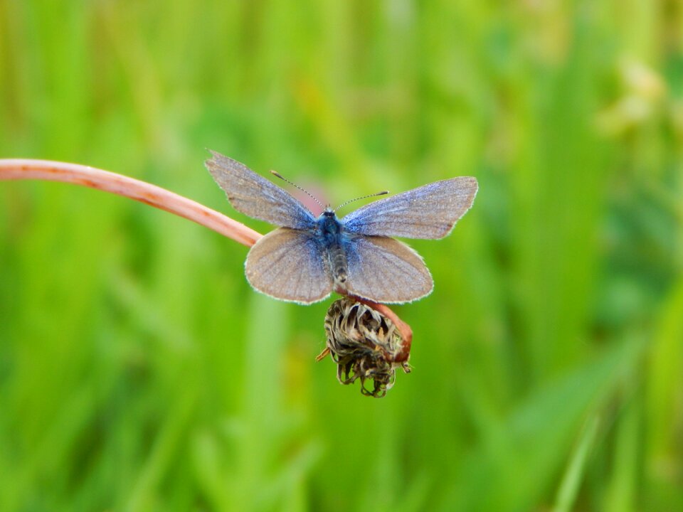 Common blue butterfly butterflies
