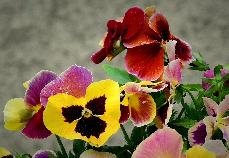Beauty spring flower