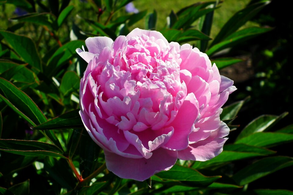 Garden nature closeup