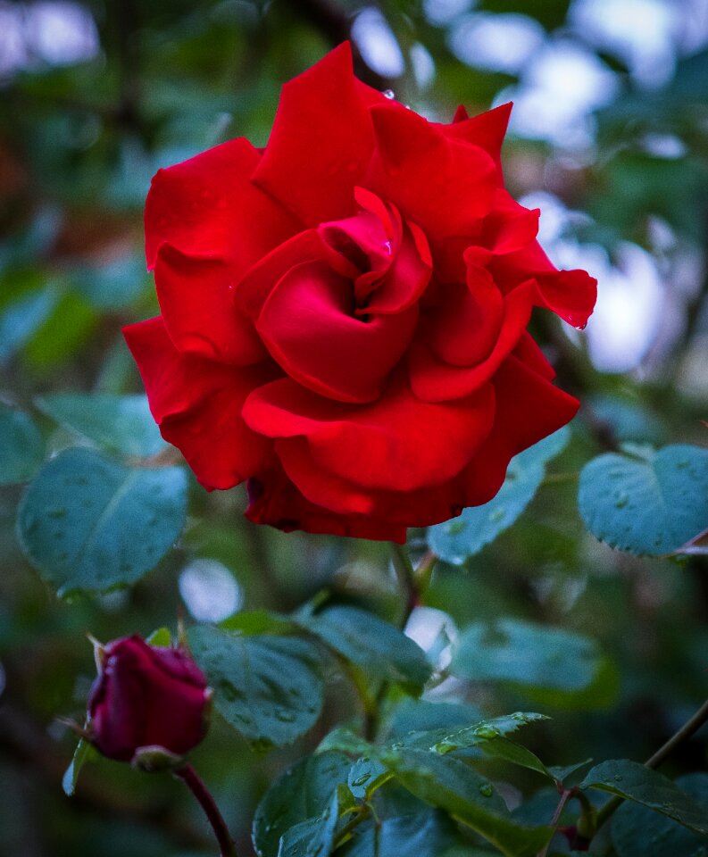 Romantic love plant