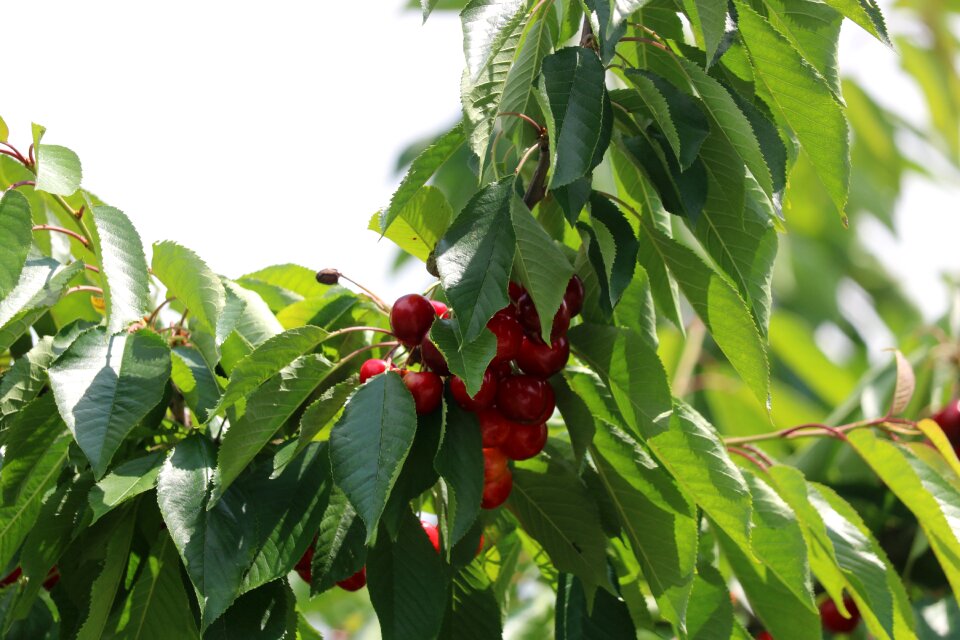 Cherry leaves green