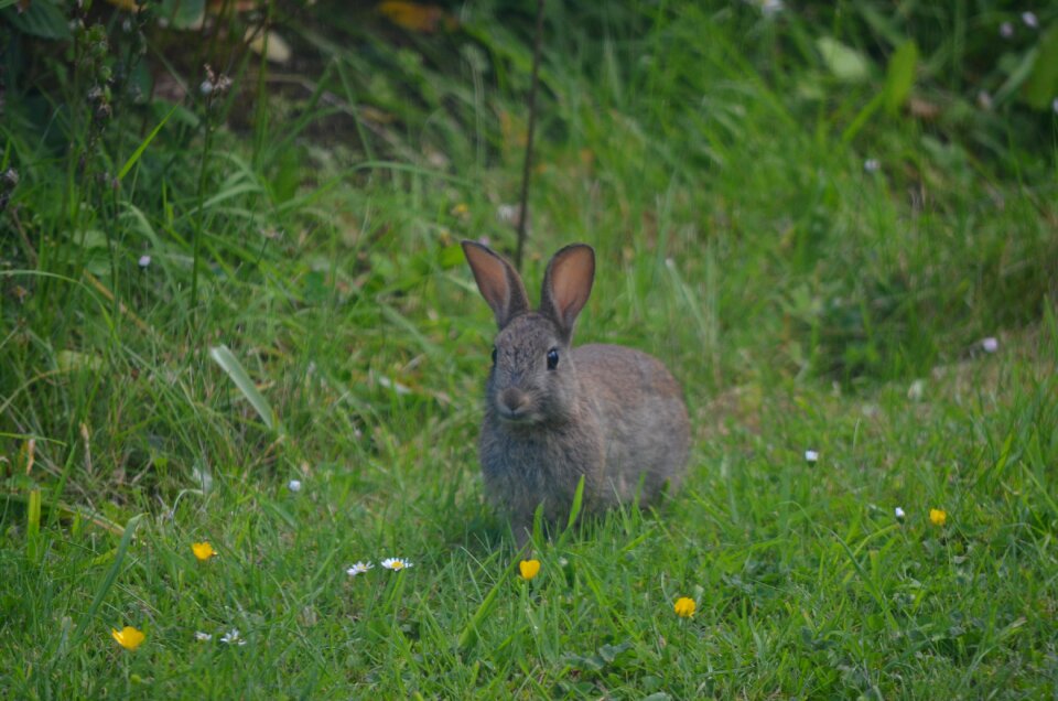 English grass green rabbit