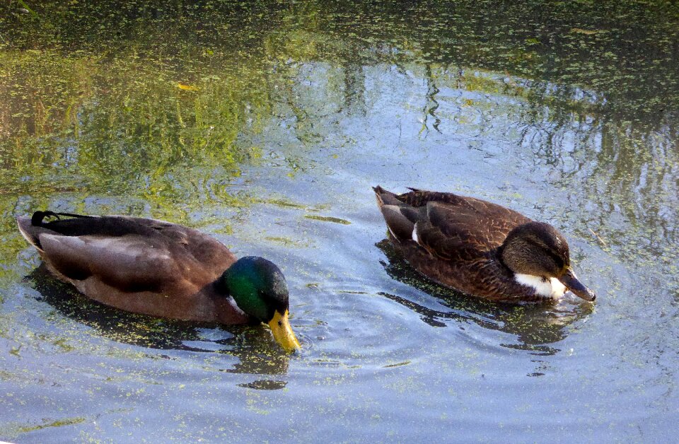 Water bird animal world lake