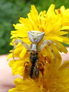 Bug hunted dandelion stalking