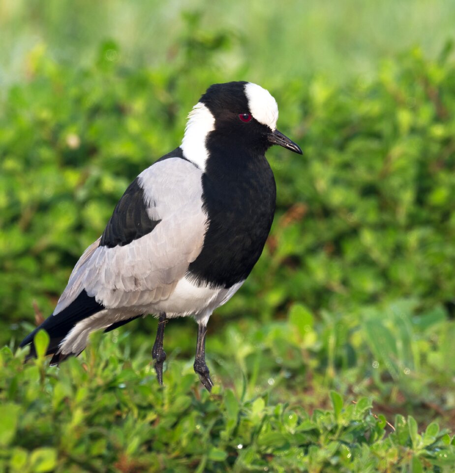 Nature wildlife animal