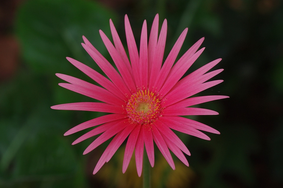 Pink plant macro