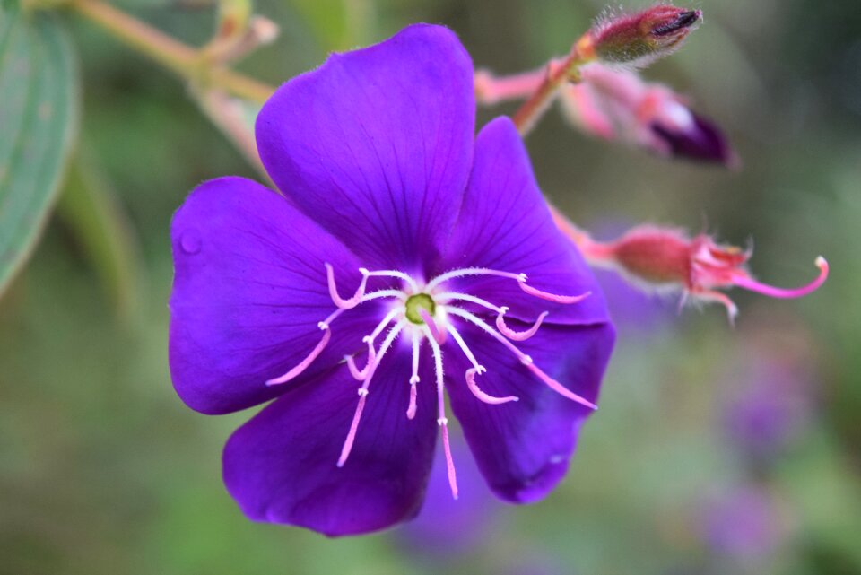Bloom purple flower close up photo