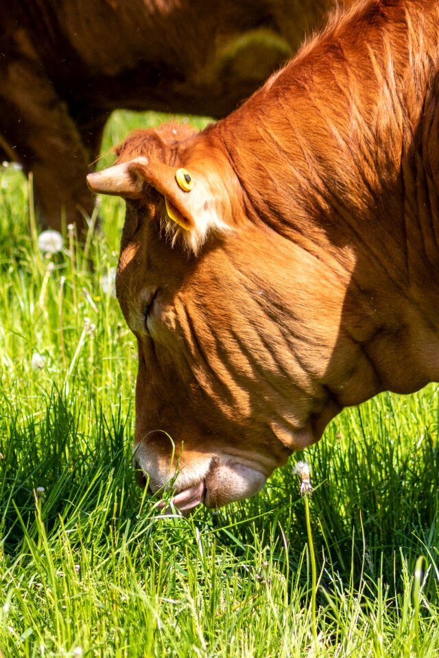 Cattle expensive livestock