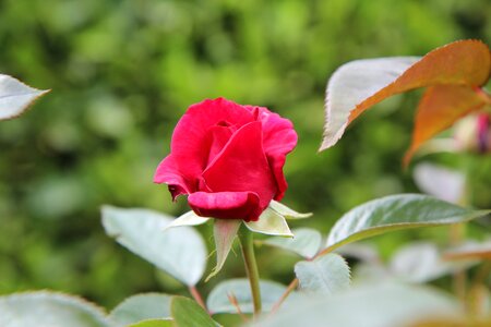Red pink flower scented rose photo