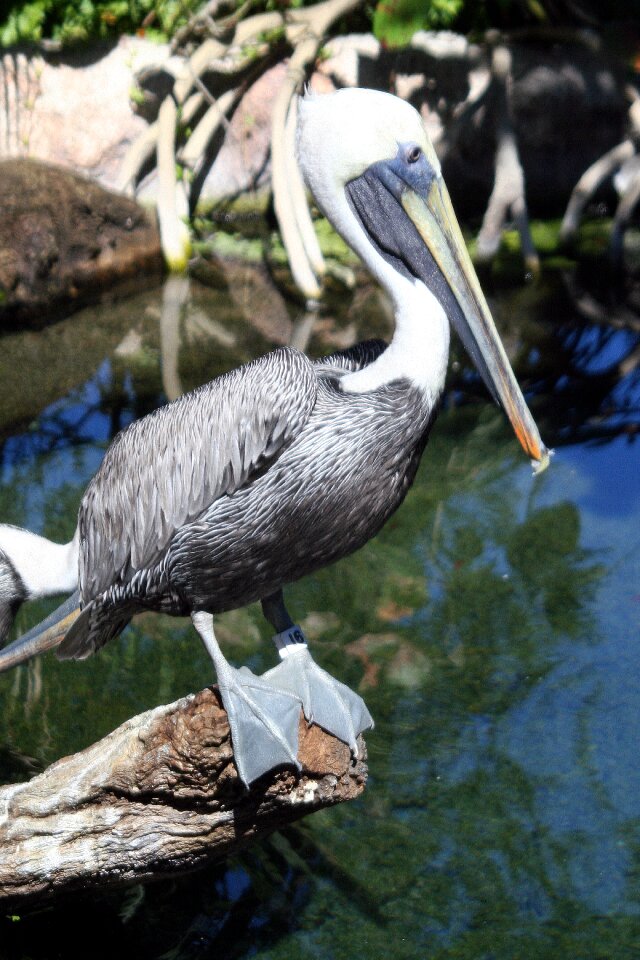 Birds wildlife