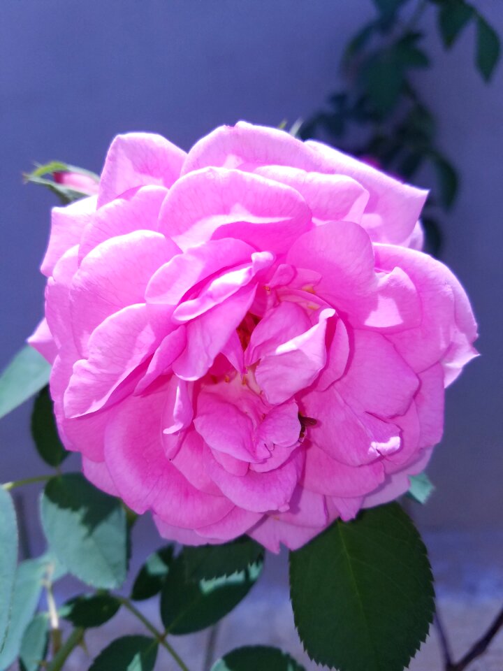 Outdoor foliage nature