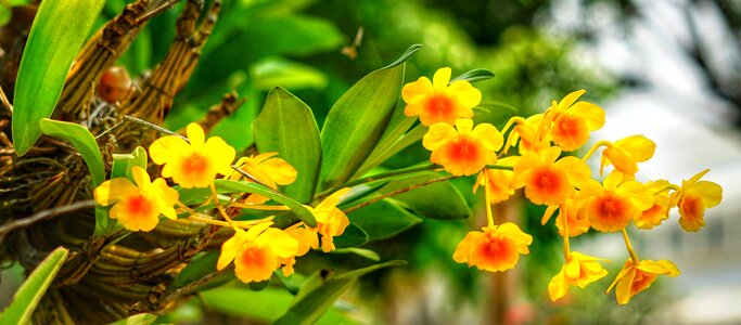 Orange flowers beautiful