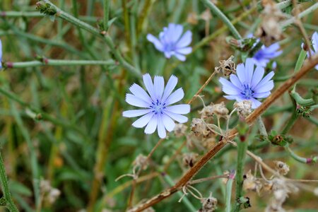 Garden nature season photo