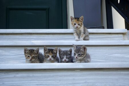 Gates babies feline