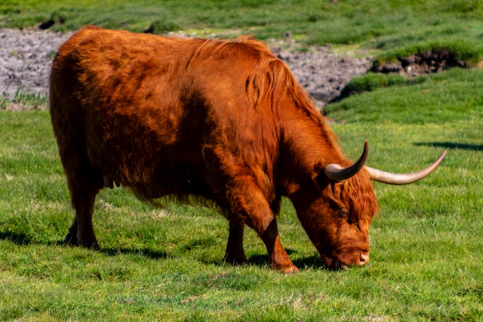 Green agriculture highland cattle