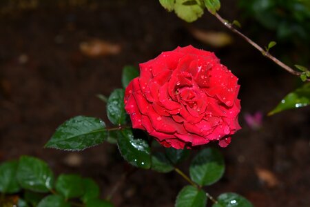 Floral plant nature photo