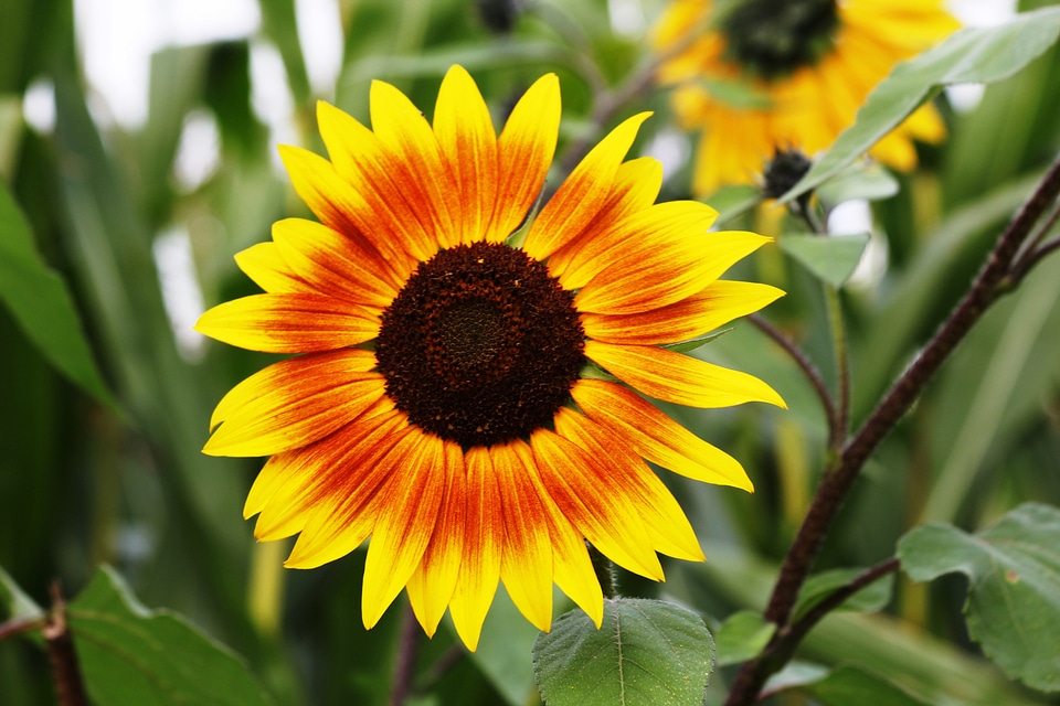 Nature close up view yellow yellow flower