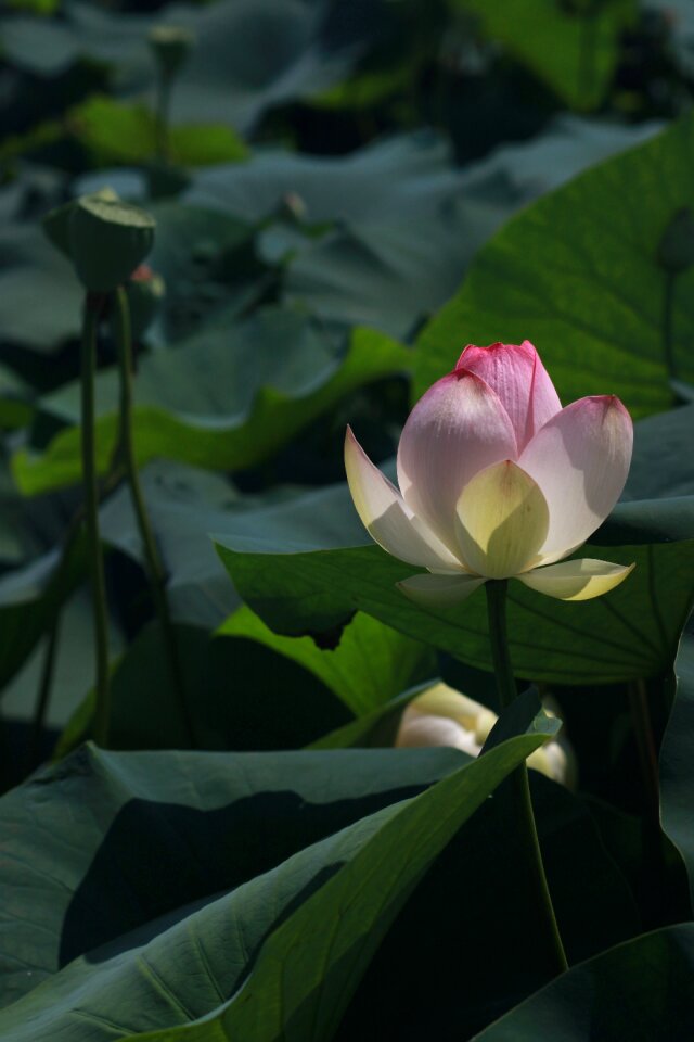 Pond plants flowers nature
