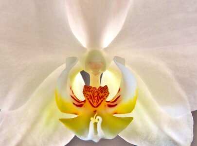 Blossom bloom phalaenopsis