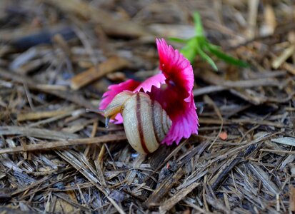Nature blossom shell
