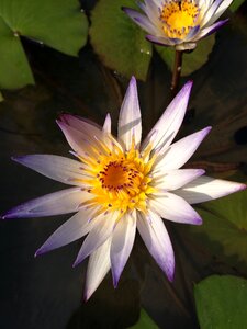 Waterlily lotus plant