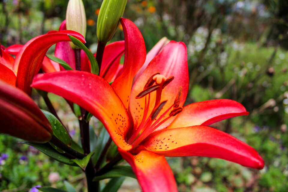 Flowers garden plant