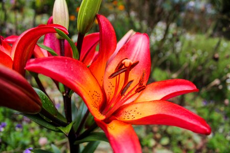 Flowers garden plant