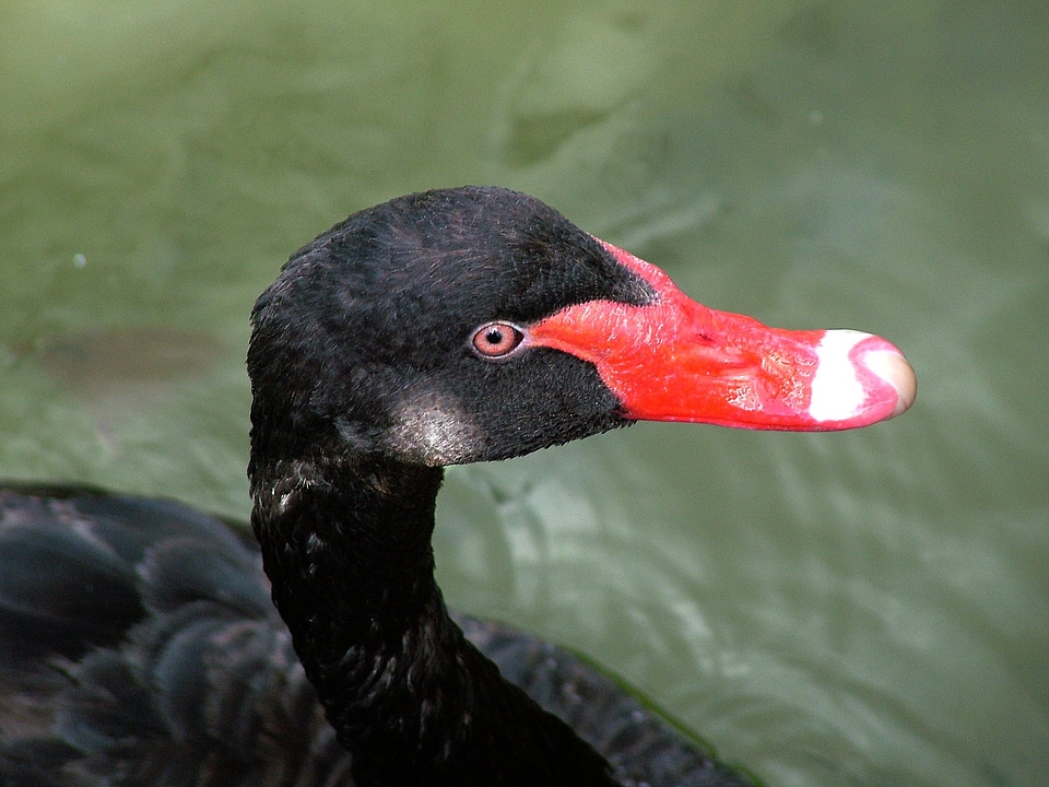 Mourning swan black red