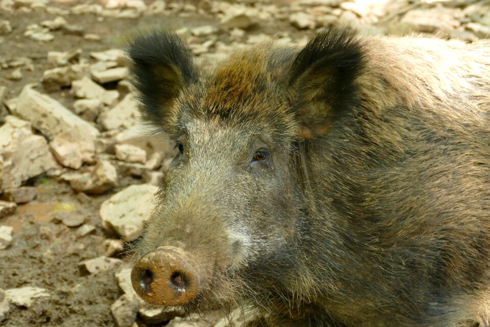Wild boar wild fauna