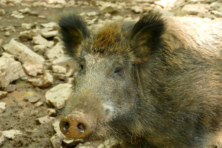 Wild boar wild fauna
