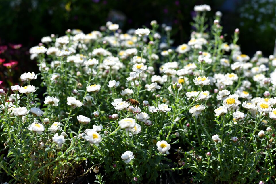 Nature white flower plants