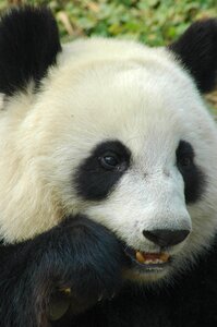 Bamboo bear photo