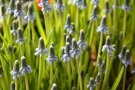 Muscari armeniacum armenian traubenhyazinthe blue violet photo