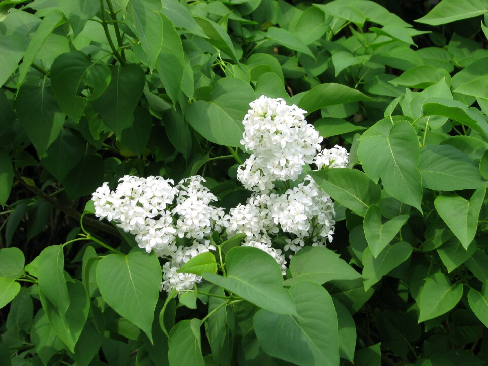 Ornamental shrub moneymore ontario