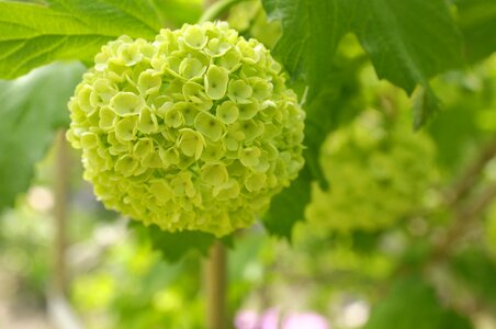 Flower bunch green