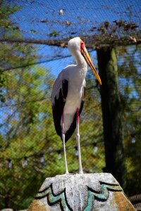 Zoo wildlife