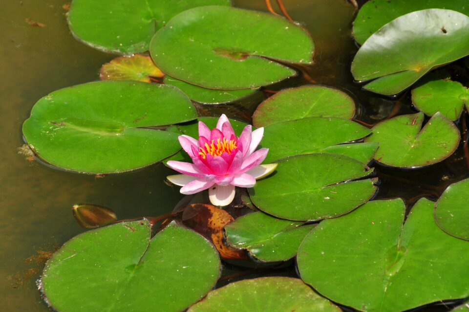 Pink bloom teichplanze