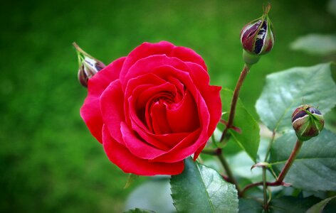 Red roses nature blossom photo