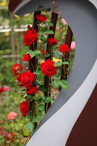 Jungnangcheon fresh medium petal
