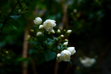 White flowers flowering spring season photo