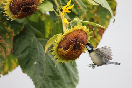 Tit has hunger Free photos