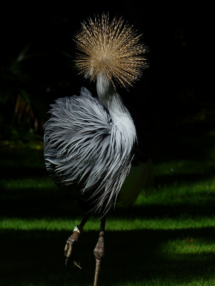 South africa grey crowned crane grey crowned crane balearica regulorum