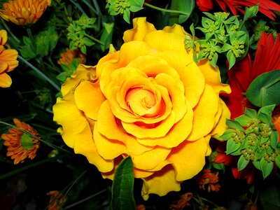 Bloom close up roses are in bloom