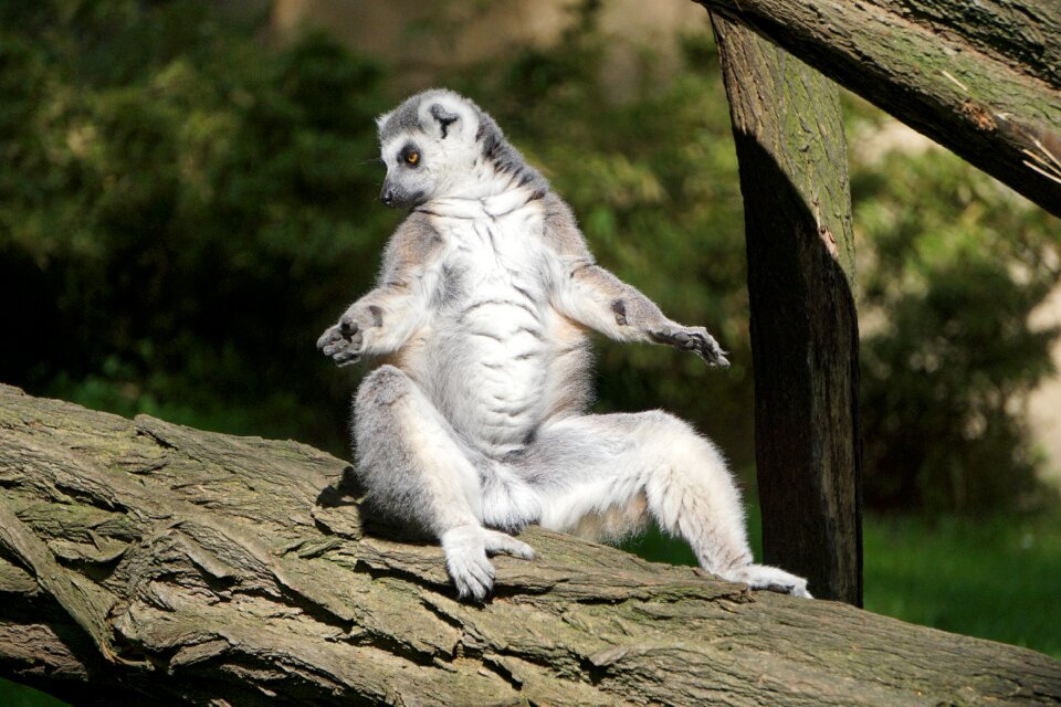 Animal animal world lemur