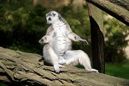 Animal animal world lemur photo