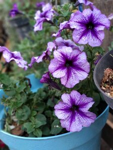 Garden flowers flowerpot