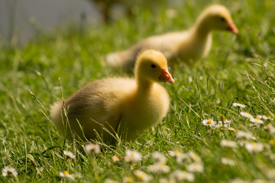 Chick farm animal geese photo