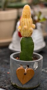 Spur cactus close up