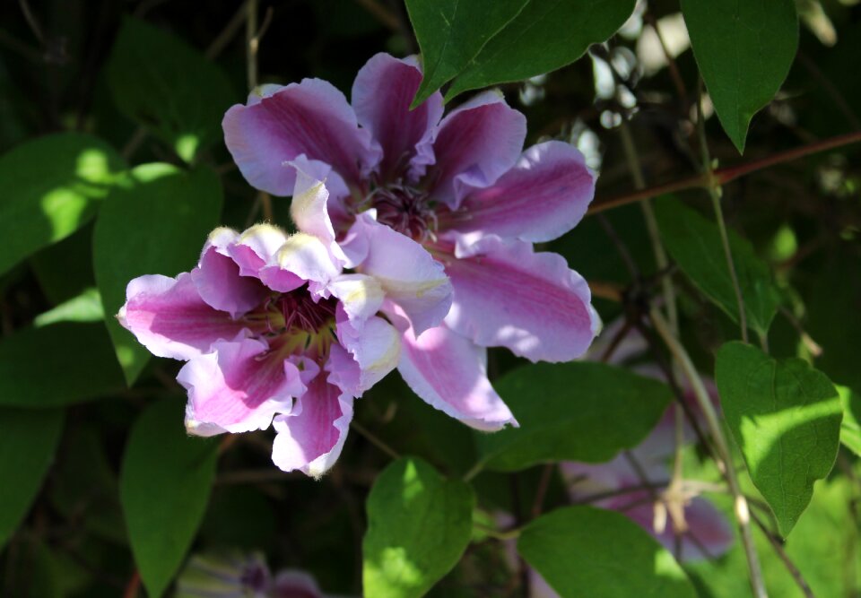 Climber petal leaf