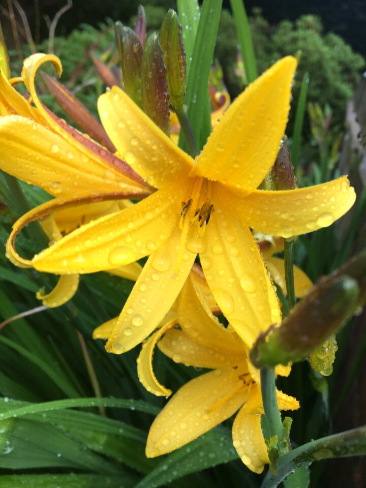 Petals pretty